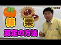 カキとクリの剪定方法を解説します！ #柿 #栗 ＃剪定 #初心者向け