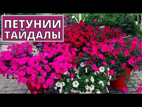 Любимые ПЕТУНИИ серии ТАЙДАЛЫ. Особенности выращивания