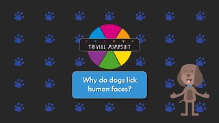 Why Do Dogs Lick Human Faces?