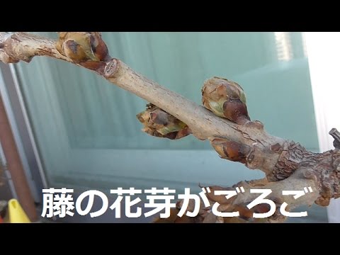 藤の花芽 Youtube