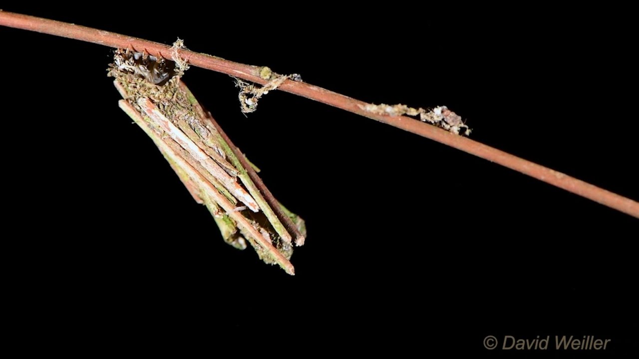 Have You Ever Seen Walking Sticks? - YouTube