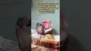selingkuh | #liriklagu #shorts #shortvideo #videolucu #mlbb #video