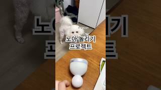 강아지 놀리기 프로젝트 #노아 #강아지일상 #강아지놀리기