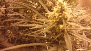 Queens 4K Blue Dream Grow Day 38