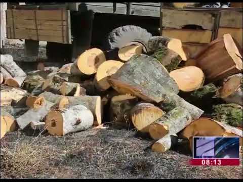 რეგიონული სკოლების სათბობი შეშით მომარაგების პროცესი დასრულდა