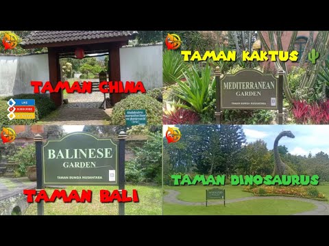 Video: Daylilies Dalam Desain Lansekap (44 Foto): Menanam Di Pondok Musim Panas Dengan Bunga Iris, Inang, Dan Bunga Lainnya Di Petak Bunga Di Taman