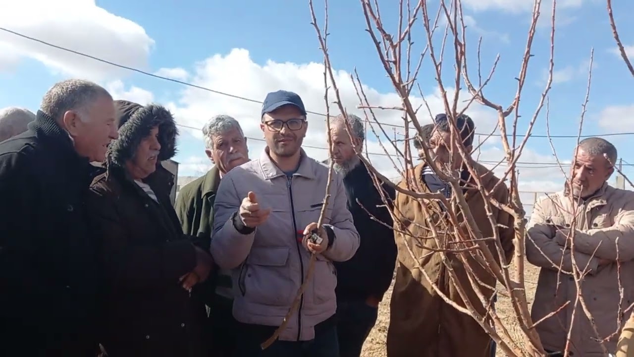 تقليم  الأشجار المثمرة