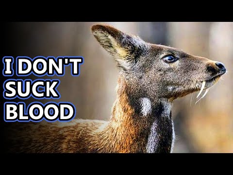 Video: What Does A Water Deer Look Like?