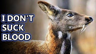 Vampire Deer facts: deer with fangs | Animal Fact Files