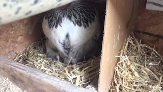 Light Brahma Hen Laying an Egg