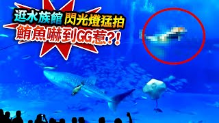 【★逛水族館開閃光燈猛拍!!超大黑鮪魚嚇到自撞玻璃GG了!!★】