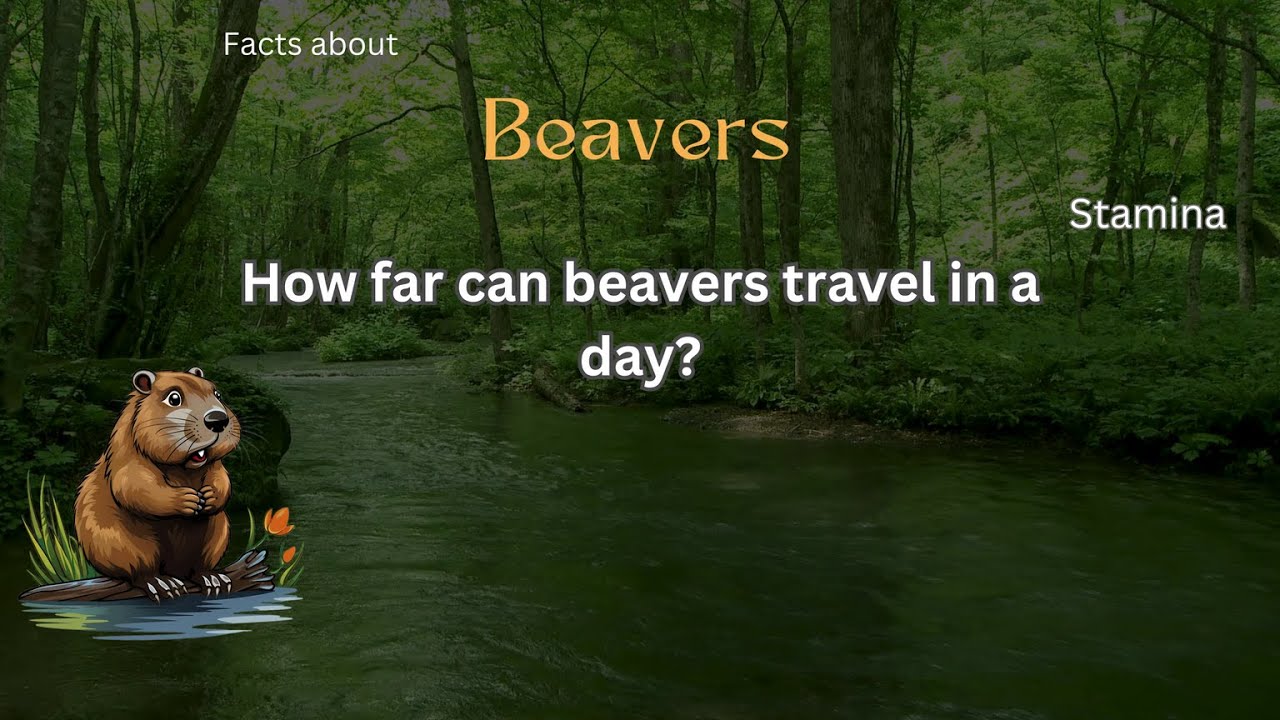 Beaver Fact 47 - How far can beavers travel in a day? - YouTube