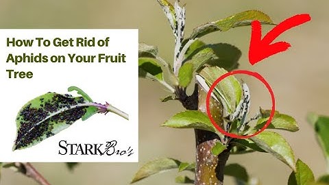 How to Get Rid of Aphids on Apple Trees: Easy Video Guide