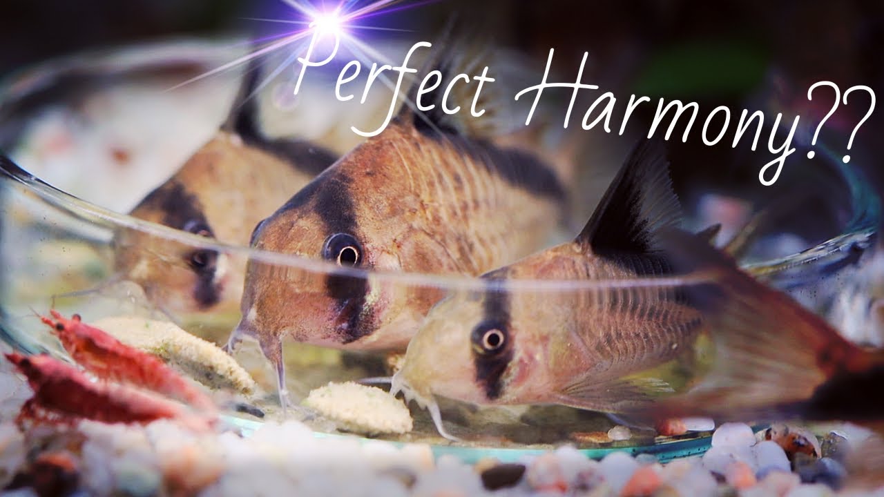 Will CORYDORAS eat SHRIMP?? YouTube
