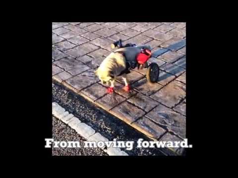 Pug Walking Again Thanks to Dog Wheelchair