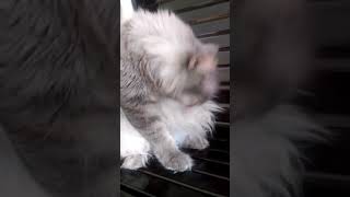 Download Lagu Bulu tebal glk MP3 Download Lagu Bulu tebal glk MP3