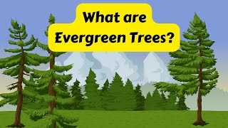 Lists 20+ Pictures Of Evergreen Trees With Names 2022: Should Read