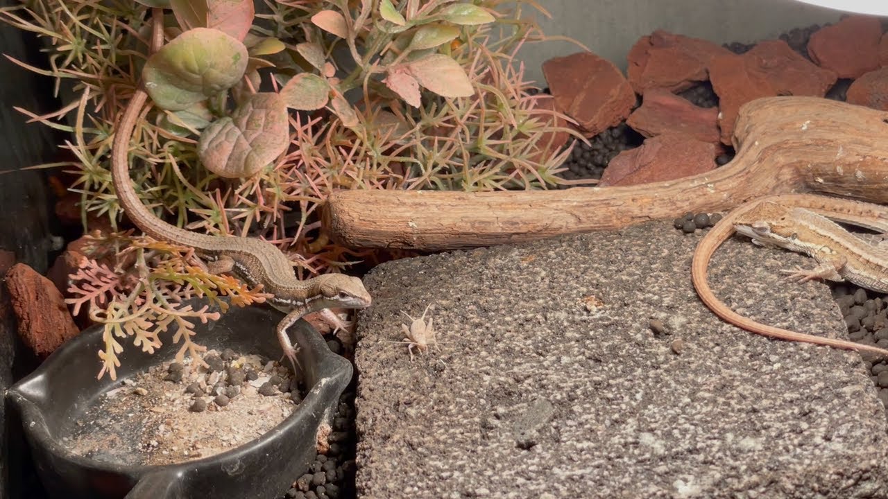 カナヘビに初めてコオロギを与える