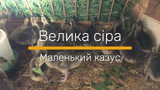 Гуси: велика сіра 2 тижні перші враження від породи