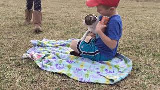 Puppyfinder Ofia Playing With Kids Outside