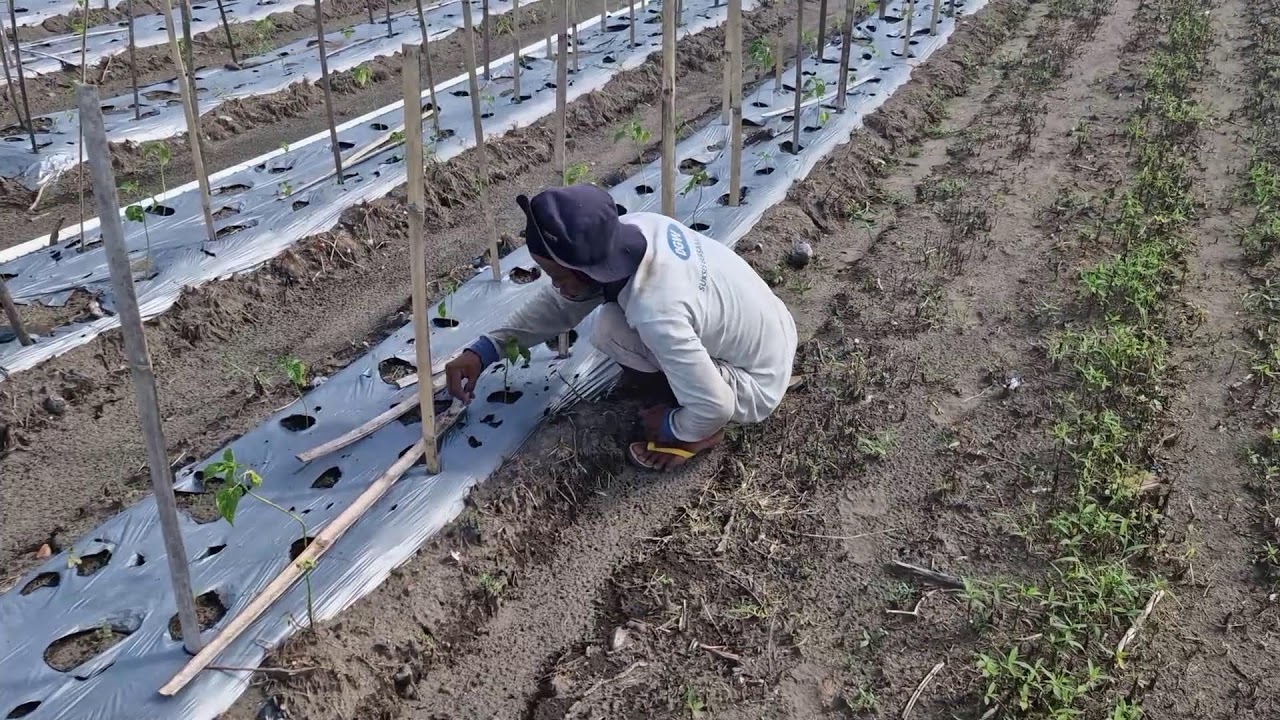 NO TOOLS NEEDED! SMART WAY TO PULL WEEDS BY HAND FROM NURSERY SOIL! -Agriculture Farming