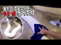 실수하면 바로 응급실갑니다. 한국에서 가장큰뱀을 직접 씻겨주러 나왔습니다 살벌한거 실화일까요...