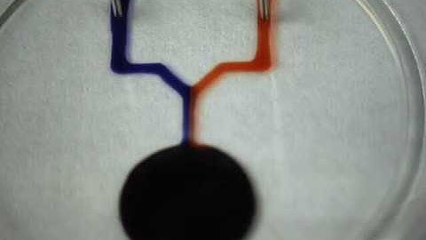 Microfluidic circuits with fluid walls automatically reject air bubbles