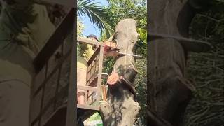 lumberjack skill tree logging Techniques #shortvideo #treecutting #woodworking