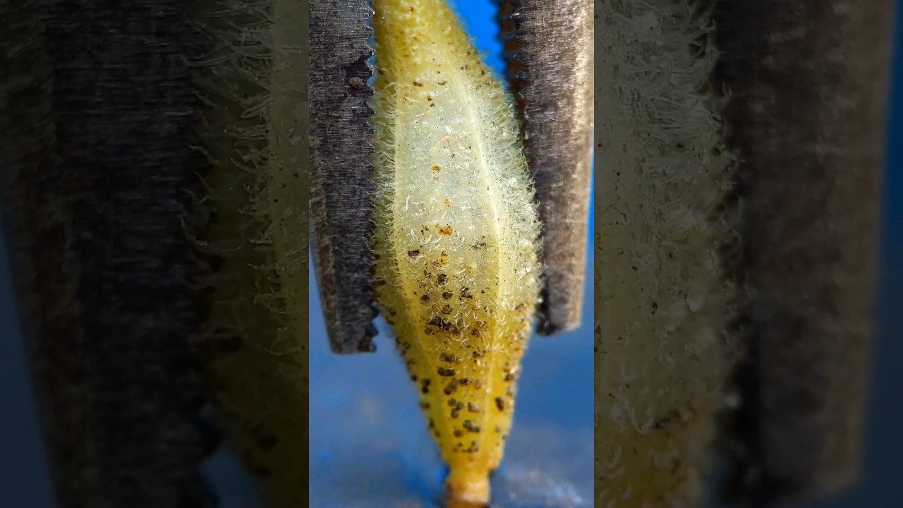 Blasting the Impatiens balsamina seed close-Up 