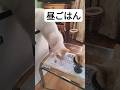 ♯猫♯あきちゃん♯昼ごはん♯猫2匹