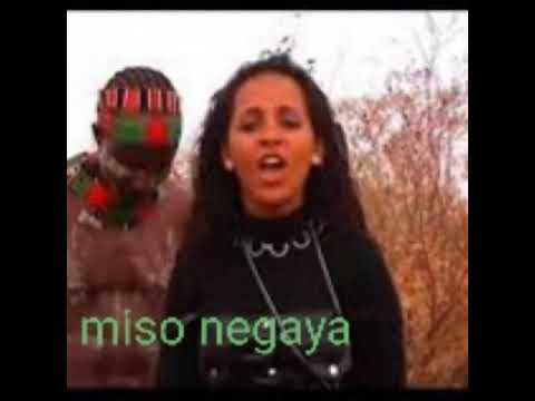 Saron teferi  / miso negaya/