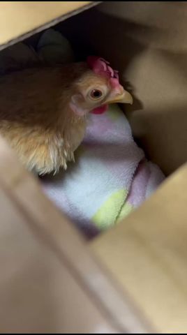 24時間以上尿も便も出ない2歳のチャボが動物病院にやって來た！
