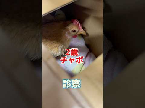 24時間以上尿も便も出ない2歳のチャボが動物病院にやって来た！