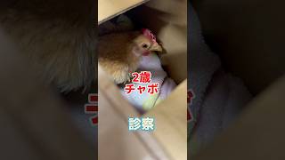 24時間以上尿も便も出ない2歳のチャボが動物病院にやって来た！