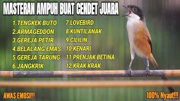 MASTERAN BURUNG CENDET FULL TEMBAKAN MEWAH