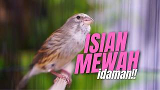 ISIAN MEWAH idaman JURI! Masteran Kenari Isian Blackthroat GACOR PALING DICARI