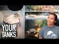 Reacting to your turtle tanks and tubs ep 3