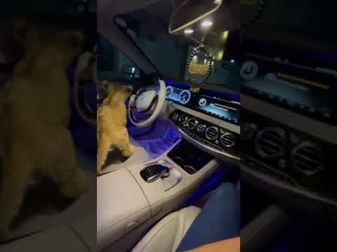 الأسد المشاغب