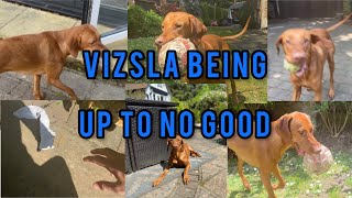 VIZSLA BEING UP TO NO GOOD!