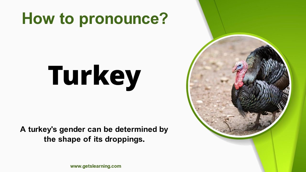 How To Pronounce Turkey Bird In English Correctly YouTube bird-pronunciation-how-to-pronounce-bird-youtube