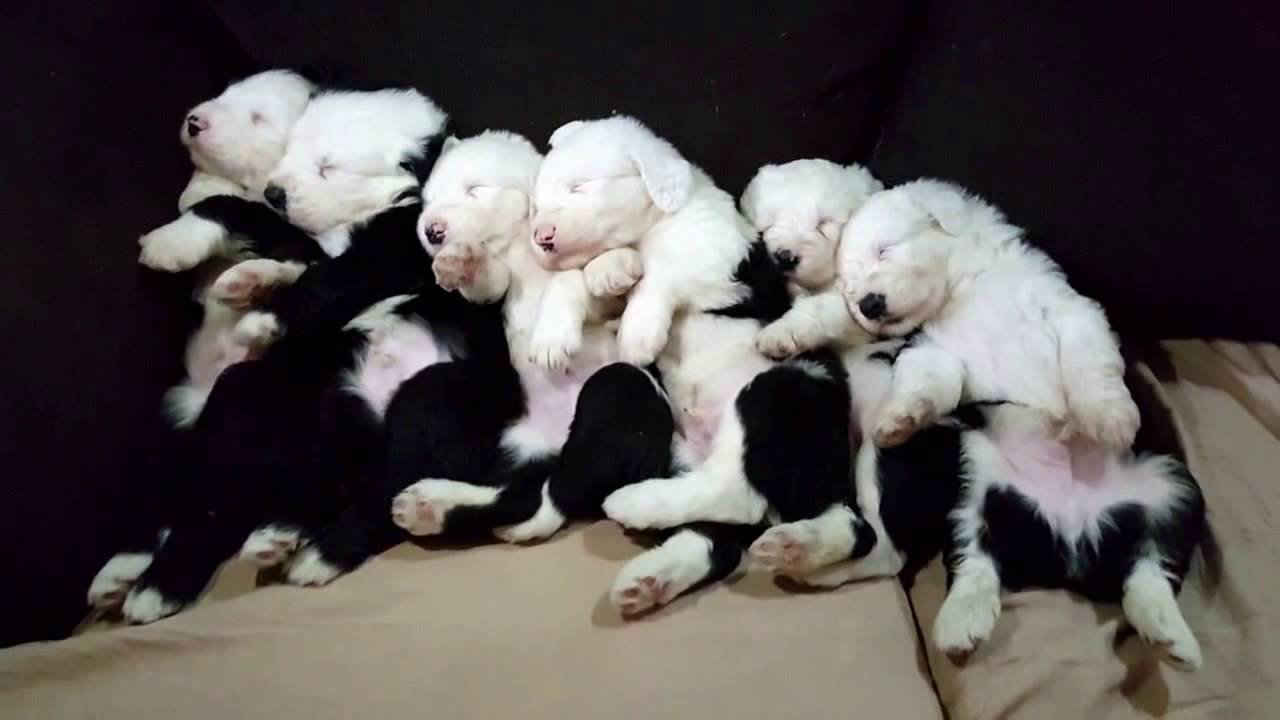 Cachorros Viejo Pastor Inglés 