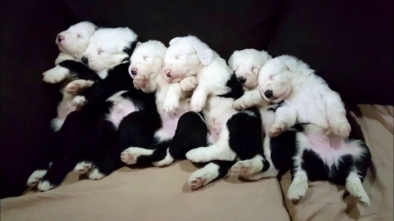 Pastor ovejero ingles (Tomas)  Old english sheepdog puppy, Old