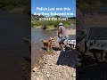 “Polish meets a new friend and swims across the river 🐶🌊