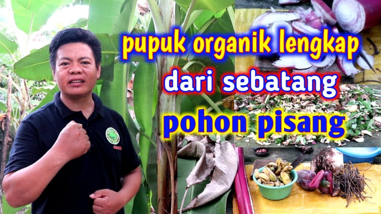 Cara Membuat Pupuk Organik Lengkap Dari Pohon Pisang