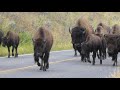 Bison herd travels from Round Prairie in Yellowstone