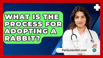 What Is the Process for Adopting a Rabbit? - PetGuide360.com