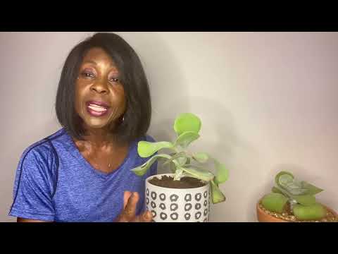 वीडियो: बढ़ते चप्पू के पौधे: कलानचो पैडल प्लांट की देखभाल के बारे में जानें
