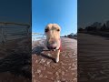 Funny Golden Retriever #dogs #goldenretriever 🐝⚽ #funny viral #viralshorts #viralvideo #dogs