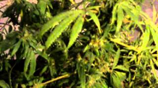 harvest