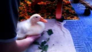 Обычный день, домашней утки Филиппа A typical day apartment duck Обычный день, домашней утки Филиппа A typical day apartment duck